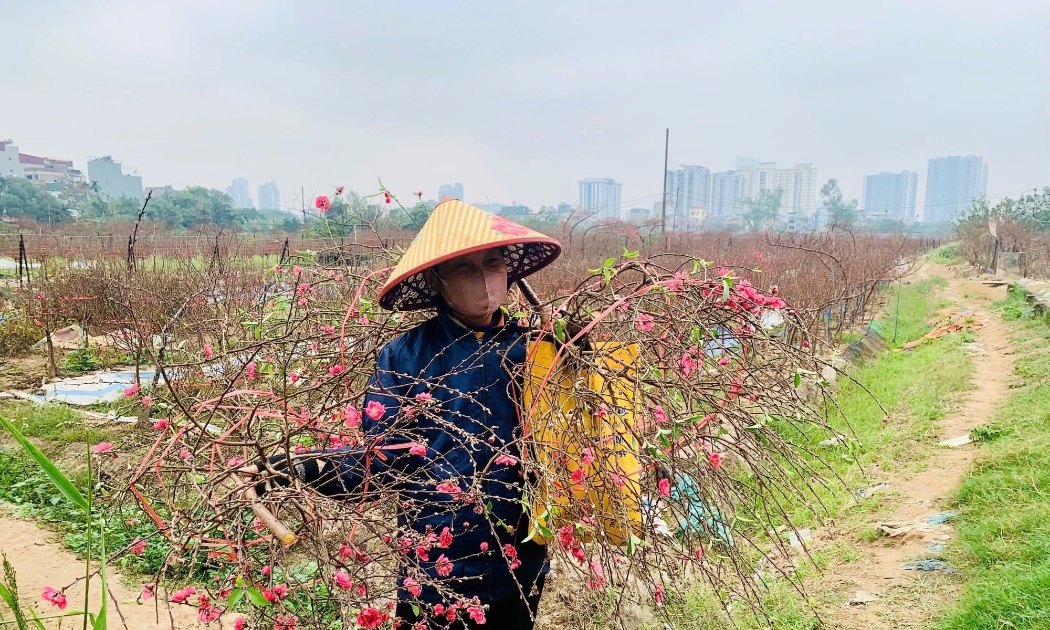 Hoa đào nở sớm, nhiều nhà vườn phải bán xả với giá rẻ bằng nửa tiền so với hoa nở đúng dịp Tết.