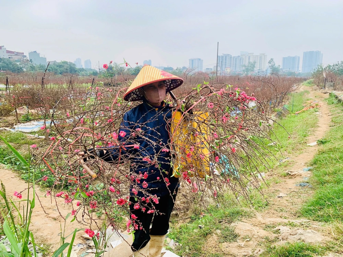 Hoa đào nở sớm, nhiều nhà vườn phải bán xả với giá rẻ bằng nửa tiền so với hoa nở đúng dịp Tết.