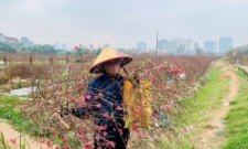 Hoa đào nở sớm, nhiều nhà vườn phải bán xả với giá rẻ bằng nửa tiền so với hoa nở đúng dịp Tết.