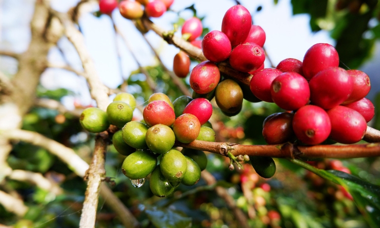 Giá cà phê thủng mốc 100.000 đồng/kg sau khi giảm mạnh