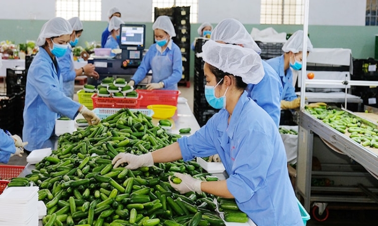 Xuất khẩu nông, lâm, thủy sản tháng 1 tăng gần 30%, ngành hàng rau quả là điểm sáng