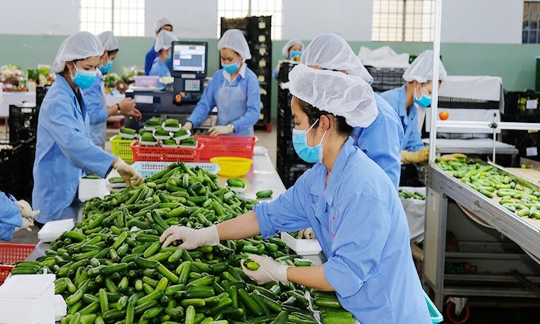 Rau quả tiếp tục là điểm sáng nổi bật khi kim ngạch xuất khẩu tháng 1/2026 ước đạt khoảng 750 triệu USD, tăng gấp đôi so với cùng kỳ.