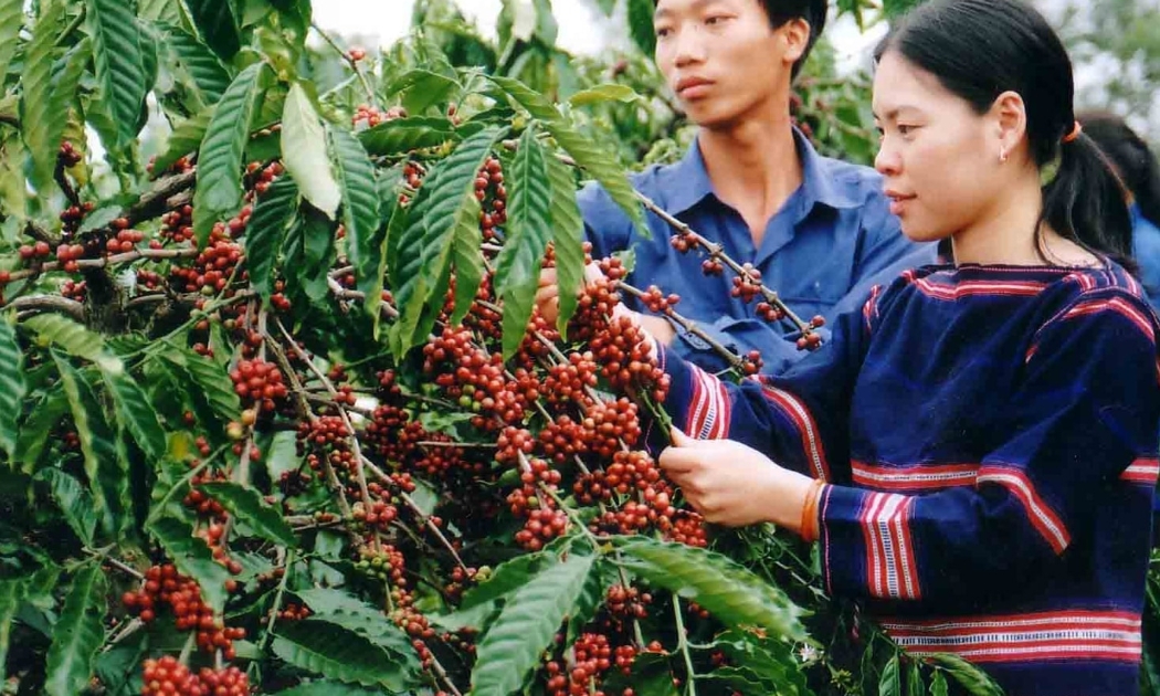 Người dân Tây Nguyên thu hoạch cà phê chín