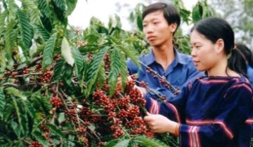 Giá cà phê giảm 4.600 đồng/kg, thị trường lao dốc mạnh