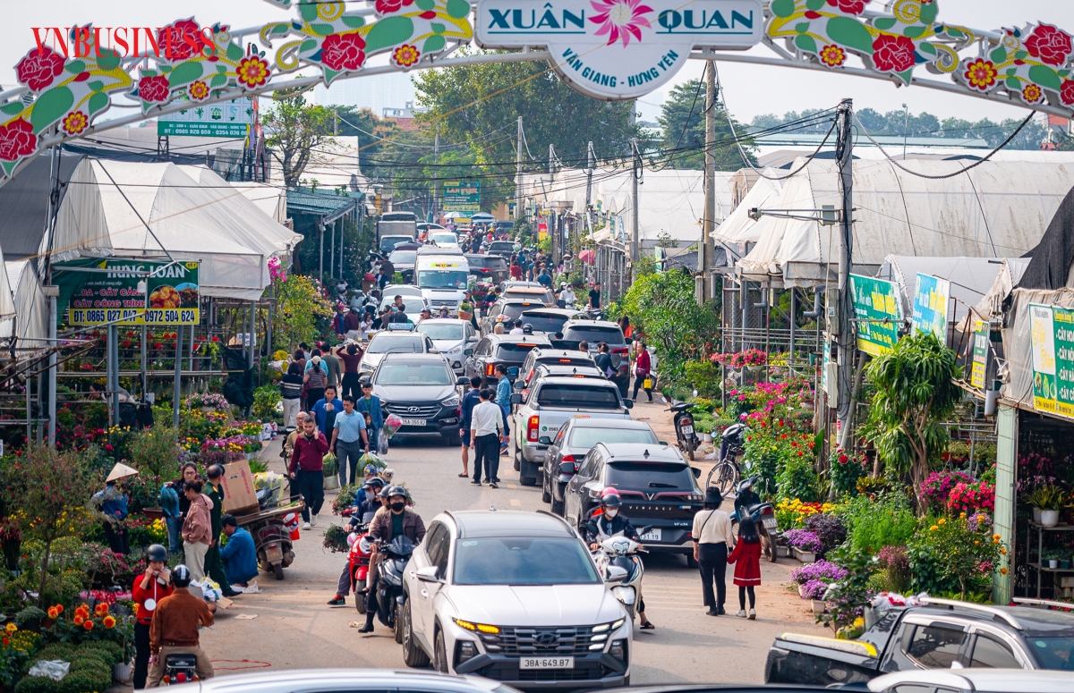 Cách Tết Bính Ngọ 2 tuần, chợ cây cảnh Xuân Quan đã rộn ràng hơn hẳn những ngày thường. Dọc tuyến đê sông Hồng ken đặc xe tải ra vào lấy hàng, tạo nên khung cảnh tấp nập.