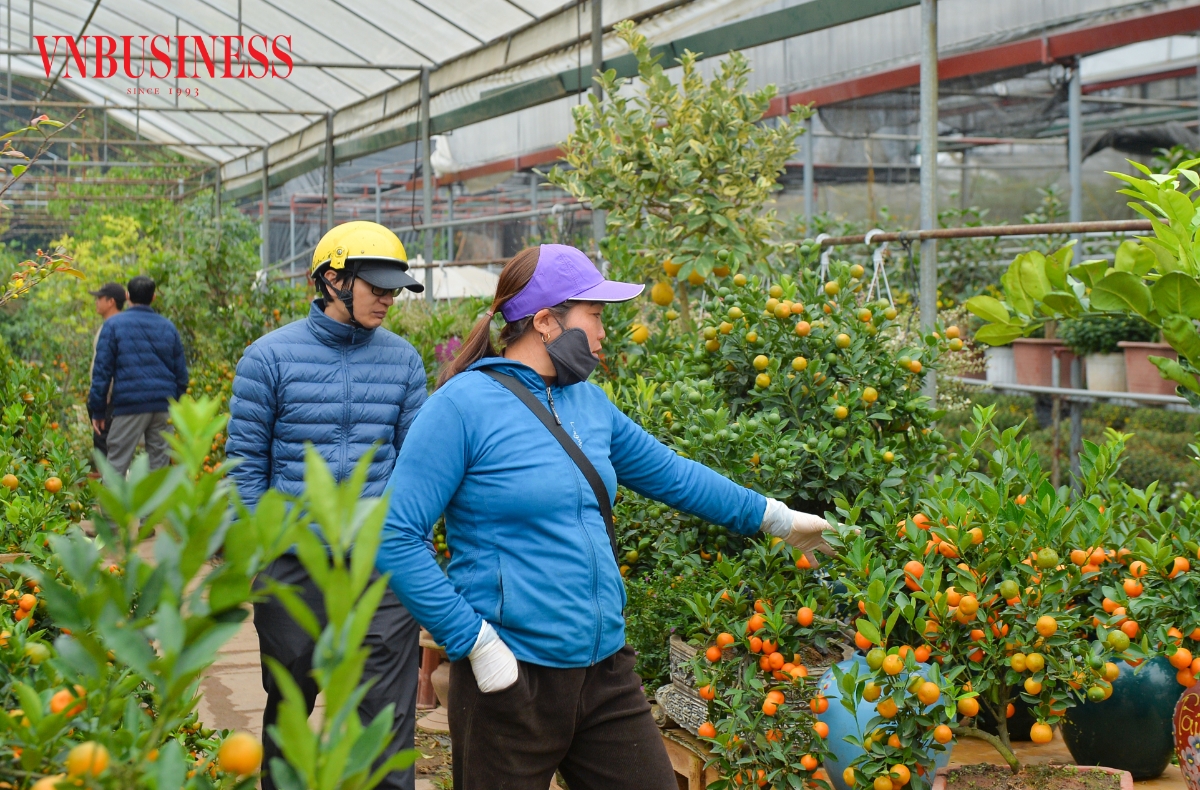 Thương lái từ các tỉnh lân cận cũng đổ về để chọn những chậu cây ưng ý nhất về cung cấp ra thị trường tiêu dùng ngày Tết.