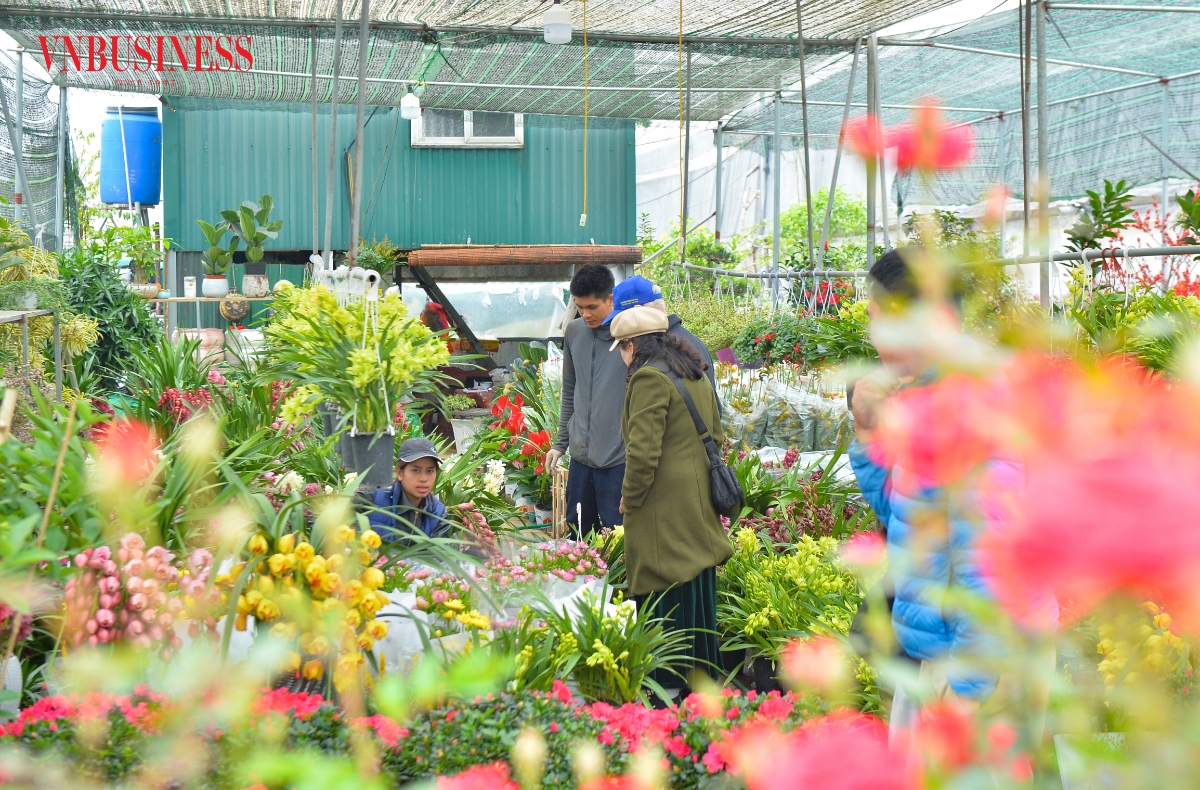 Bên cạnh thương lái, không ít người mua hoa về chơi Tết sớm, nhiều gia đình tranh thủ xuống tận vườn chọn cây đã tạo nên không khí nhộn nhịp từ sáng đến chiều.
