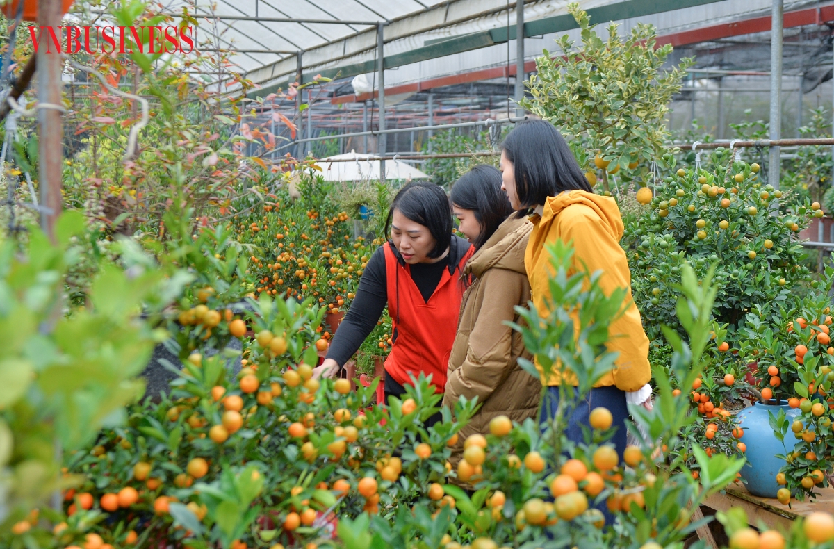 Chị Lê Quỳnh Anh (áo đỏ) cùng nhóm bạn tranh thủ để ghé chợ hoa Xuân Quan, kết hợp tham quan mua sắm tại làng gốm Bát Tràng. Chị cho biết, giá bán ở đây rất phải chăng, dù mua khá nhiều cây và hoa nhưng tổng chi phí chỉ hơn 2 triệu đồng. Theo chị, thị trường ở đây phong phú, giá mềm nên rất dễ lựa chọn.