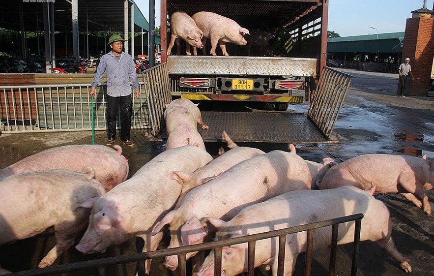 Sau giai đoạn tăng mạnh, giá heo hơi có xu hướng giảm tại nhiều địa phương những ngày cận Tết.