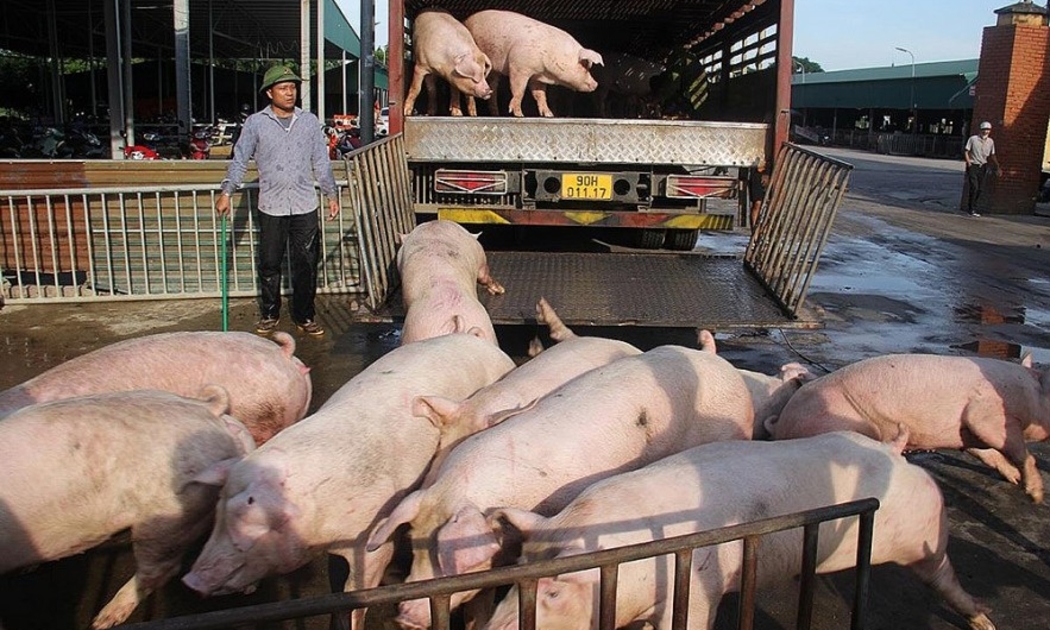 Sau giai đoạn tăng mạnh, giá heo hơi có xu hướng giảm tại nhiều địa phương những ngày cận Tết.