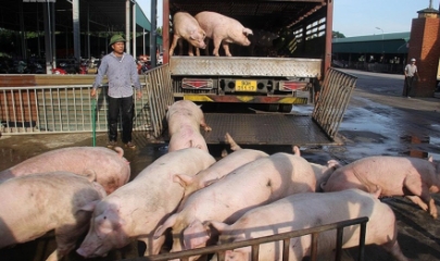 Sau giai đoạn tăng mạnh, giá heo hơi có xu hướng giảm tại nhiều địa phương những ngày cận Tết.