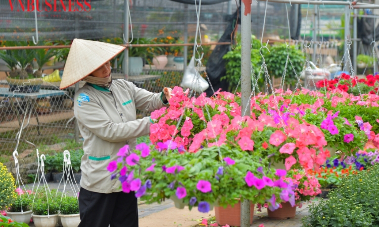Làng hoa Xuân Quan tấp nập những ngày giáp Tết