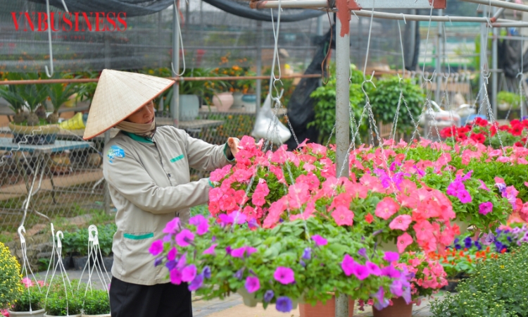 Làng hoa Xuân Quan tấp nập những ngày giáp Tết