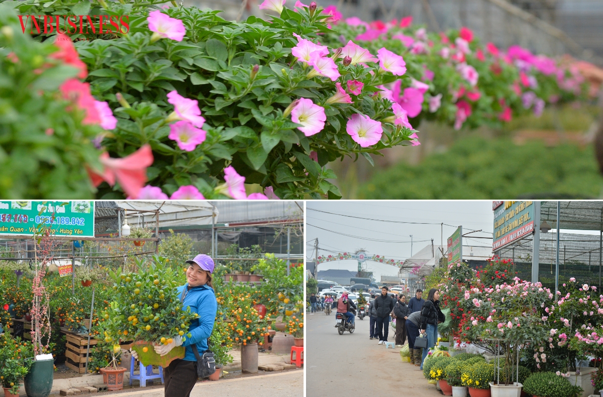 Theo tìm hiểu, nhiều chủ vườn ở đây cho biết, mặt bằng giá hiện vẫn ổn định. Cận Tết, đặc biệt từ khoảng 20 tháng Chạp nhiều loại hoa, cây cảnh giá có thể tăng thêm tùy kích cỡ và độ “độc” của từng loại cây.