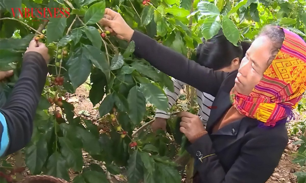 Giá cà phê bật tăng trở lại, Tây Nguyên lên sát 96.000 đồng/kg