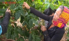 Giá cà phê bật tăng trở lại, Tây Nguyên lên sát 96.000 đồng/kg