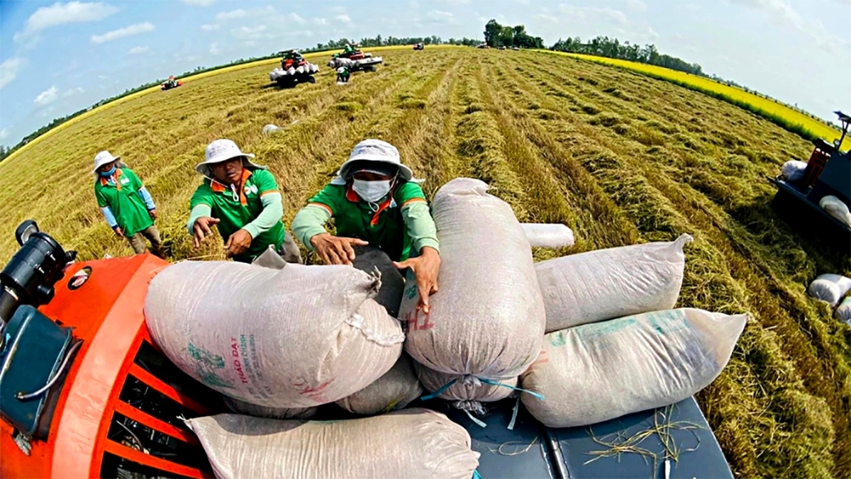 Dự kiến trong 6 tháng đầu năm 2026, xuất khẩu gạo của Việt Nam có thể đạt khoảng 4 triệu tấn và tiếp tục duy trì nhịp độ ổn định trong nửa cuối năm.