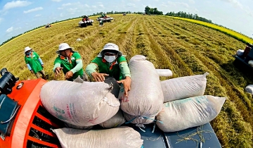 Giá gạo Việt Nam giữ vị thế cạnh tranh, dự kiến đạt 4 triệu tấn trong 6 tháng đầu năm