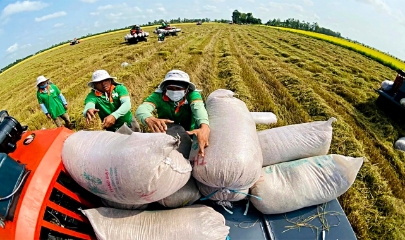 Dự kiến trong 6 tháng đầu năm 2026, xuất khẩu gạo của Việt Nam có thể đạt khoảng 4 triệu tấn và tiếp tục duy trì nhịp độ ổn định trong nửa cuối năm.