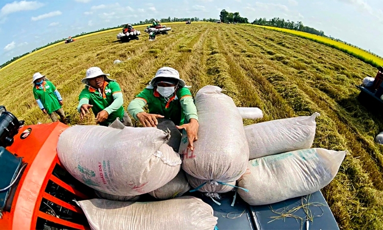 Giá gạo Việt Nam giữ vị thế cạnh tranh, dự kiến đạt 4 triệu tấn trong 6 tháng đầu năm
