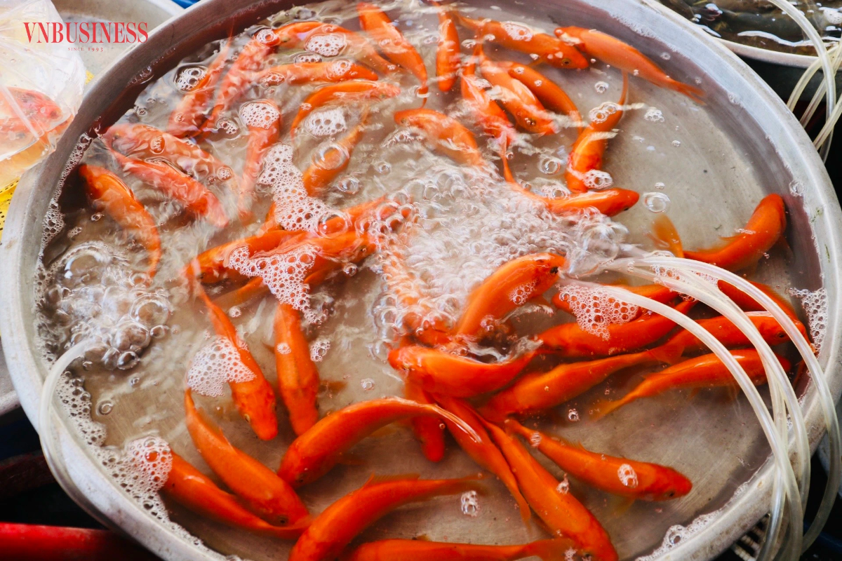 Cá chép, lễ vật không thể thiếu trong ngày tiễn Táo quân vẫn là mặt hàng được quan tâm nhất. Tại các chợ dân sinh, cá chép vàng được bày bán với mức giá phải chăng, từ 40 – 50 nghìn đồng/bộ 3 cá.