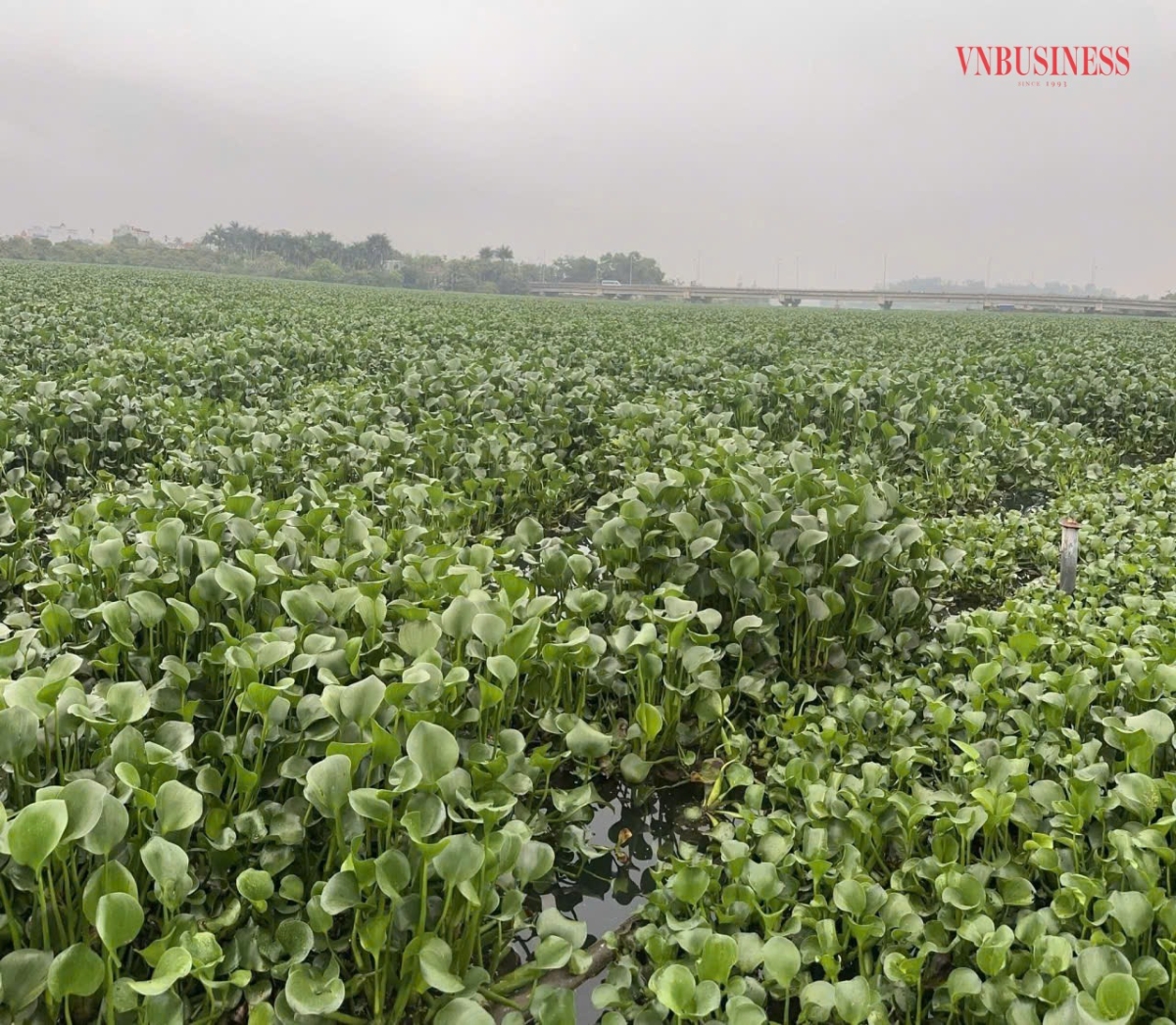 HTX có nguồn phụ phẩm bèo tại sông Giá với số lượng lớn.