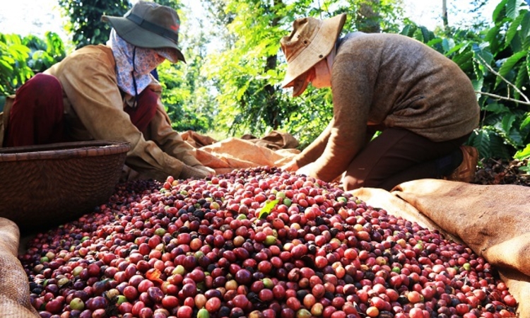Giá cà phê đồng loạt tăng 1.000 đồng/kg