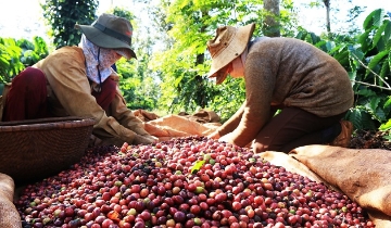 Giá cà phê đồng loạt tăng 1.000 đồng/kg
