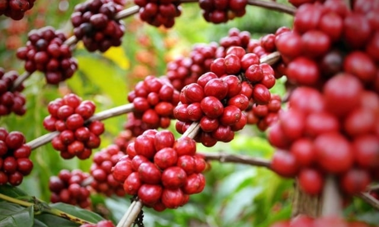 Giá cà phê lấy lại mốc 96.500 đồng/kg sau khi tăng ở các vùng trồng