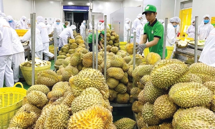 Trung Quốc siết chuẩn nhập khẩu nông sản: Xuất khẩu rau quả Việt đối mặt áp lực mới