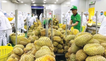 Trung Quốc siết chuẩn nhập khẩu nông sản: Xuất khẩu rau quả Việt đối mặt áp lực mới