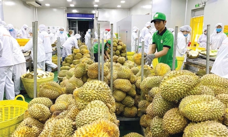 Trung Quốc siết chuẩn nhập khẩu nông sản: Xuất khẩu rau quả Việt đối mặt áp lực mới