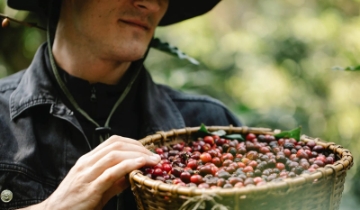 Giá cà phê quay đầu giảm, mất mốc 96.000 đồng/kg