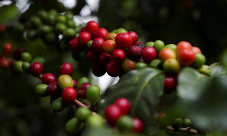 Chưa có biến động mạnh, giá cà phê giữ mức 97.900 đồng/kg