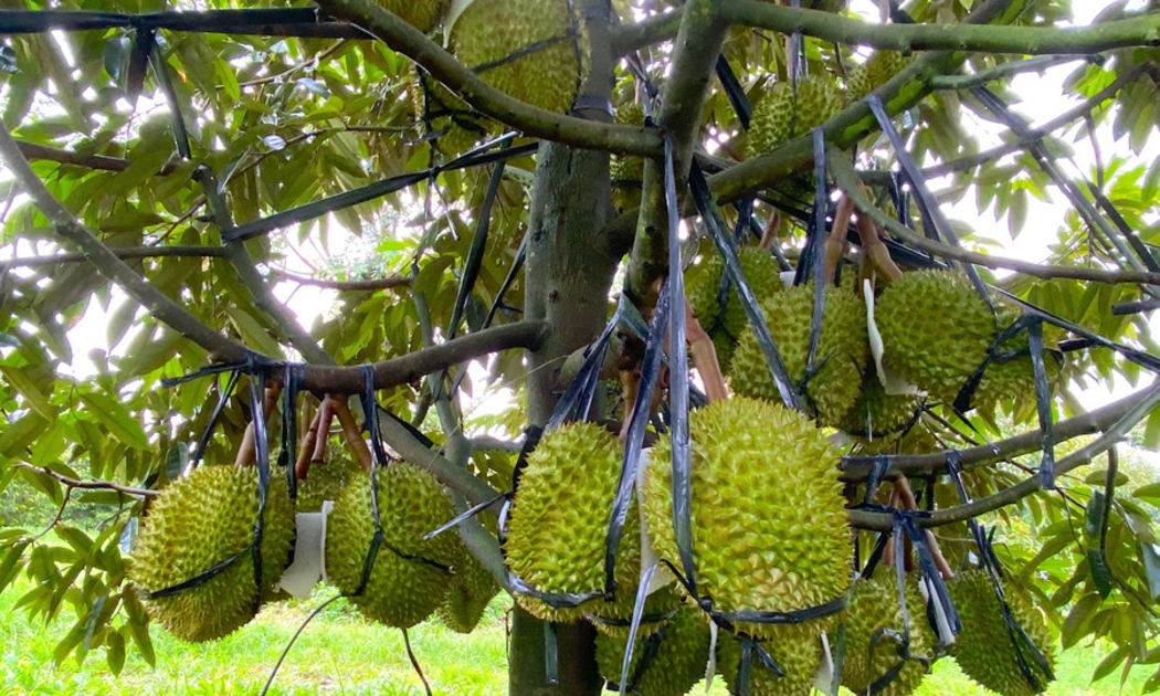 Giá sầu riêng xuất khẩu sau Tết Nguyên đán bật tăng mạnh, lên mức 155.000 đồng/kg.