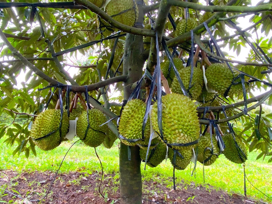 Giá sầu riêng xuất khẩu sau Tết Nguyên đán bật tăng mạnh, lên mức 155.000 đồng/kg.