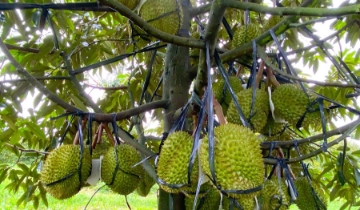 Sầu riêng khan hàng, tăng giá mạnh sau Tết