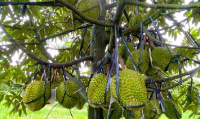 Giá sầu riêng xuất khẩu sau Tết Nguyên đán bật tăng mạnh, lên mức 155.000 đồng/kg.