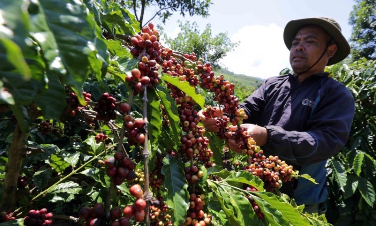 Phía mua hàng thận trọng, giá cà phê giảm 400 đồng/kg