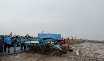 Lúa phát thải thấp mở “lối đi mới” cho HTX ở Hải Phòng