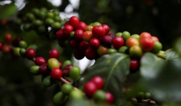 Giá cà phê đồng loạt tăng, nhiều địa phương đạt mốc 96.000 đồng/kg
