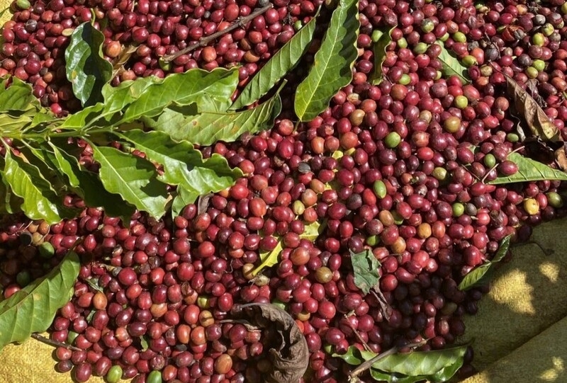 Tính đến ngày 15/2, xuất khẩu cà phê của Việt Nam thu về 1,53 tỷ USD, tăng mạnh so cùng kỳ năm 2026.