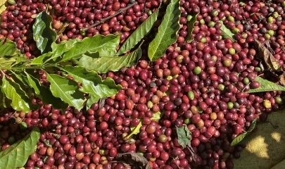 Tính đến ngày 15/2, xuất khẩu cà phê của Việt Nam thu về 1,53 tỷ USD, tăng mạnh so cùng kỳ năm 2026.