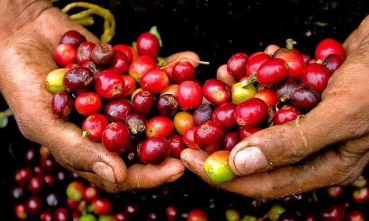 Giao dịch sôi động, giá cà phê tăng 1.000 đồng/kg