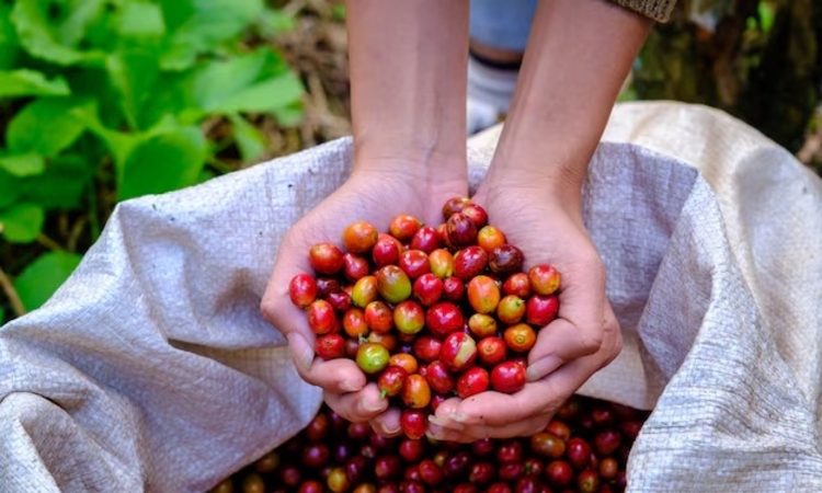 Giá cà phê giữ ổn định, mốc 97.000 đồng/kg có thể sớm trở lại