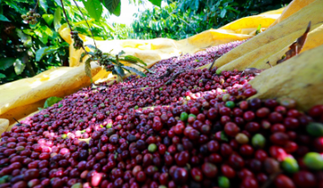 Giá cà phê giảm 500 – 700 đồng/kg, vẫn neo cao