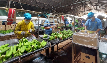 VASEP đề xuất sửa đổi hoặc tiếp tục áp dụng Nghị định 15/2018/NĐ-CP về an toàn thực phẩm kết hợp tăng cường hậu kiểm.