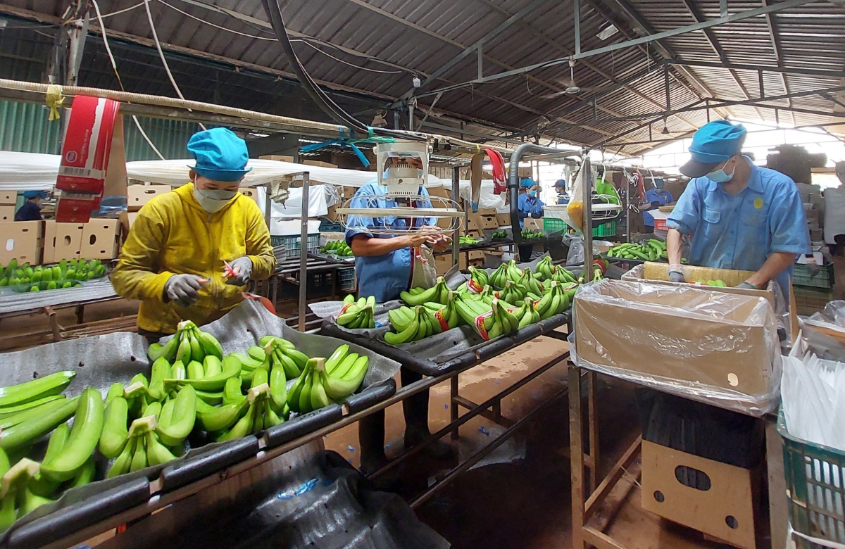 VASEP đề xuất sửa đổi hoặc tiếp tục áp dụng Nghị định 15/2018/NĐ-CP về an toàn thực phẩm kết hợp tăng cường hậu kiểm.