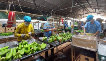 VASEP đề xuất tiếp tục áp dụng Nghị định 15 kết hợp tăng cường hậu kiểm