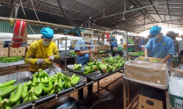 VASEP đề xuất sửa đổi hoặc tiếp tục áp dụng Nghị định 15/2018/NĐ-CP về an toàn thực phẩm kết hợp tăng cường hậu kiểm.